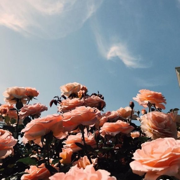 Meet your Posher, Jana - Picture 1 of 1